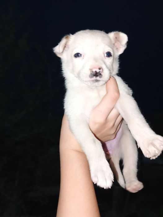 Щенки беспородные.