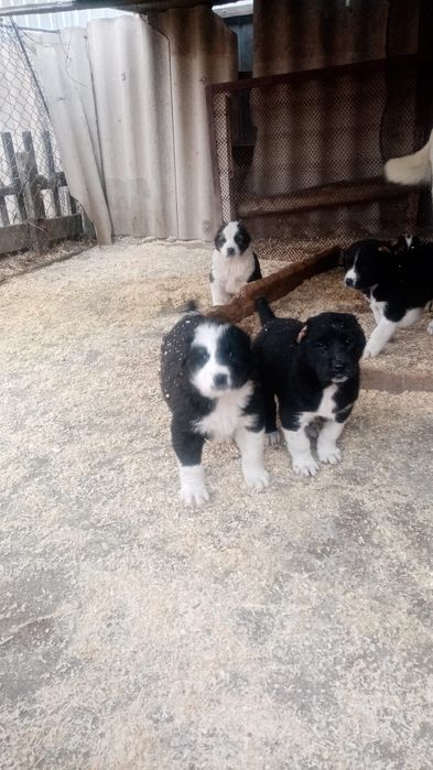 Щенки аллабайчики