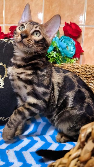 Шикарные Бенгальские детки