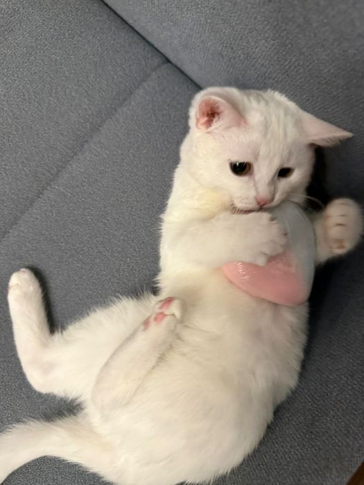 Белая кошка бразильская