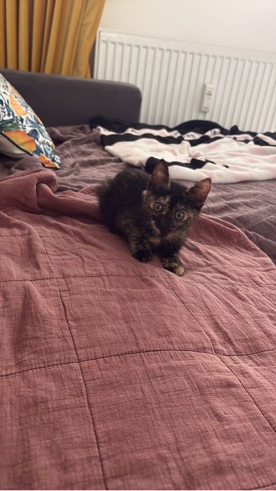 Pisicuta pentru adoptie