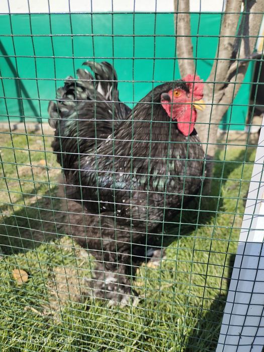 Инкубационные яйца, тухумлар  Брама