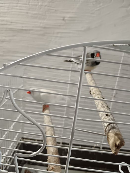 De vanzare perusi si zebre australiene