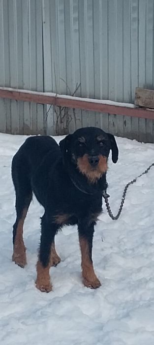 Пропала собака в районе Селекционное