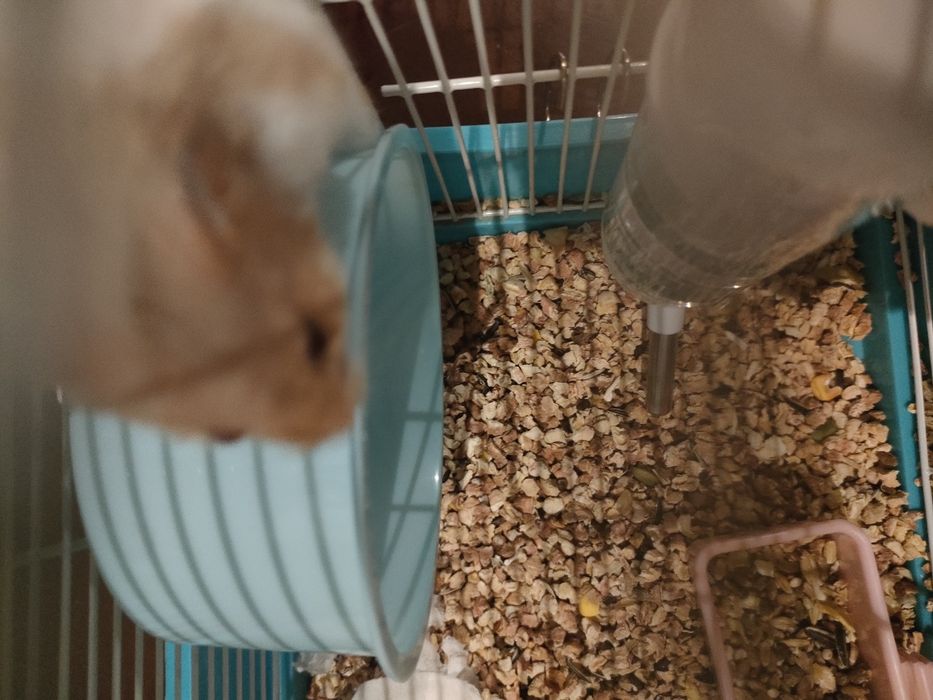 Продажа хомяка с клеткой