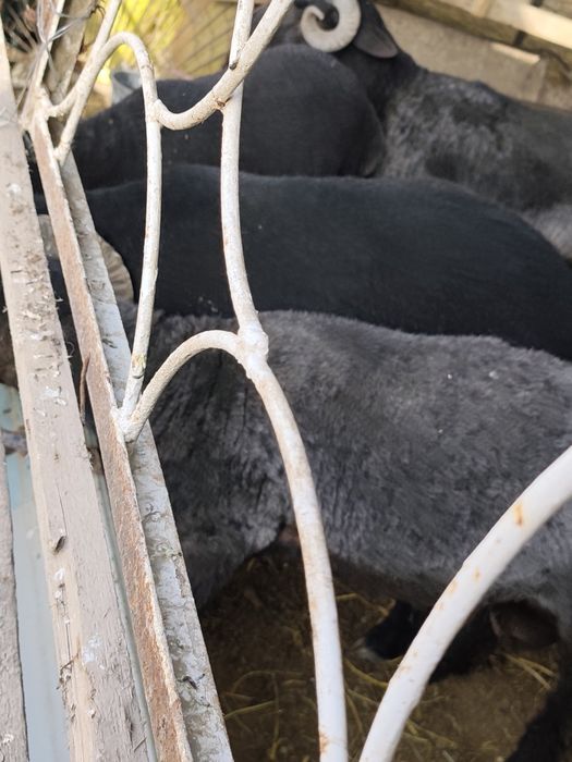 Qoʻchqorlar sotiladi