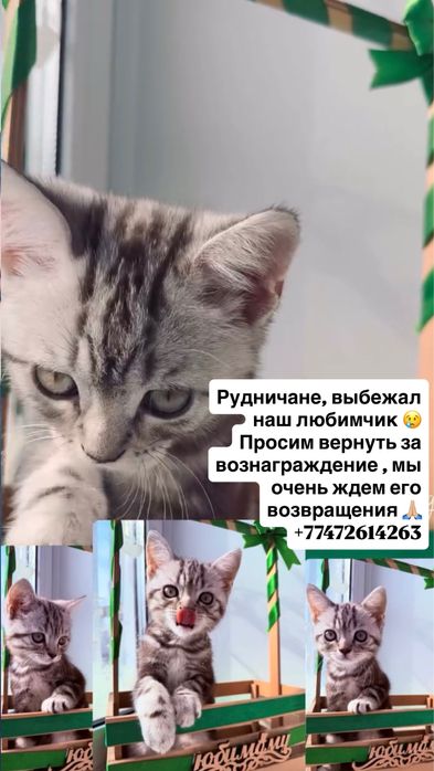 Убежал наш любимчик