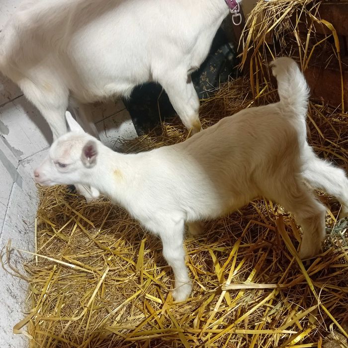 Vand tap saanen curat, ciut genetic