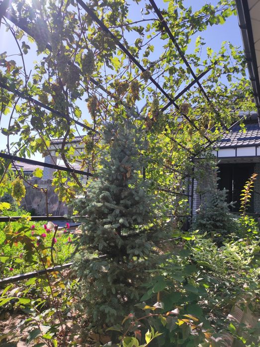 Елка сатылады бағасын келесемыз срочно