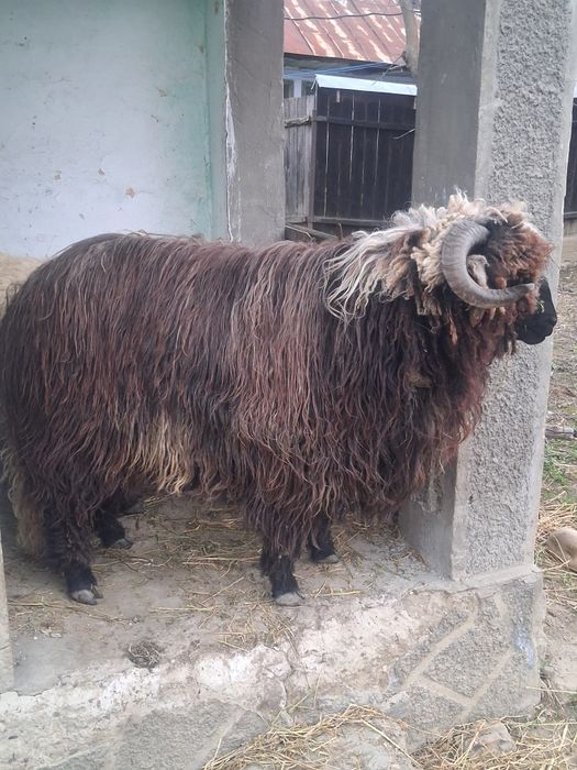 Vand berbec carlan sau dau la schimb