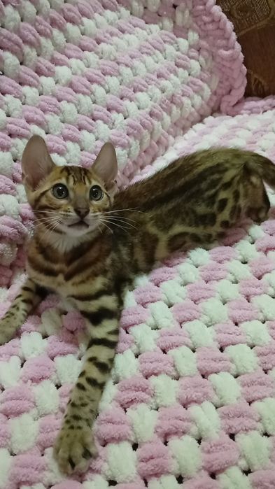 Бенгалл катеник пол мальчик 2,5 мес