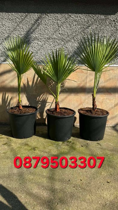 Палми вашингтония