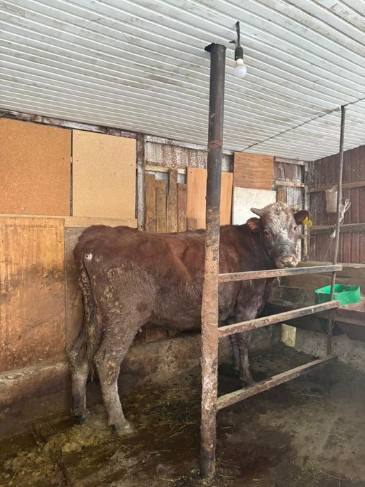 Срочно Продается коровы