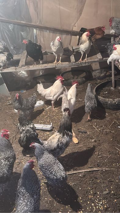 Қораз сатылады.