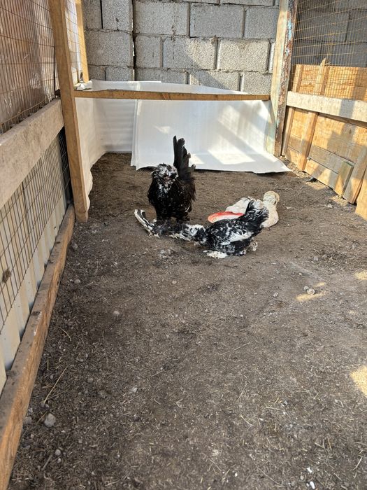 Султанка тауықтың жұмырткасы