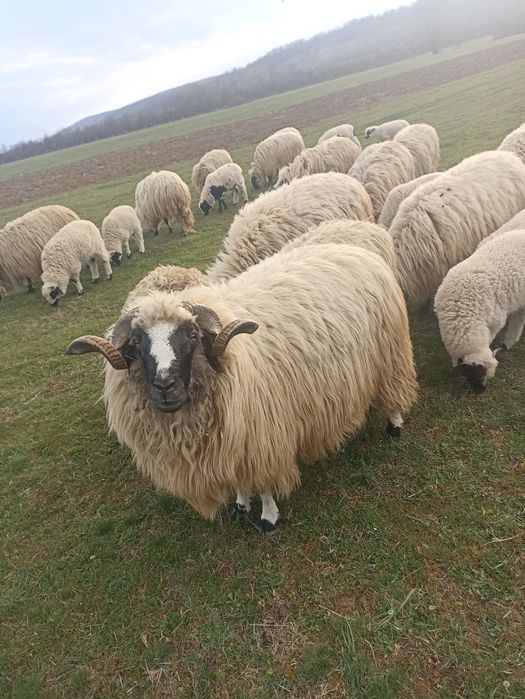 Vând berbeci și oi breze