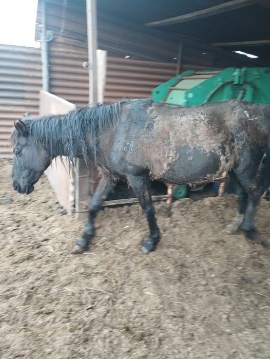 Продам кобылу жеребую