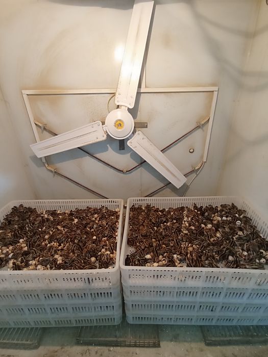 Бедана тухум йуналишидаги жужа тухуми bedana bedona перепёлка перепела