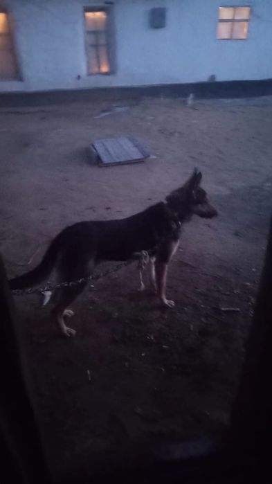 Продам двух овчарок