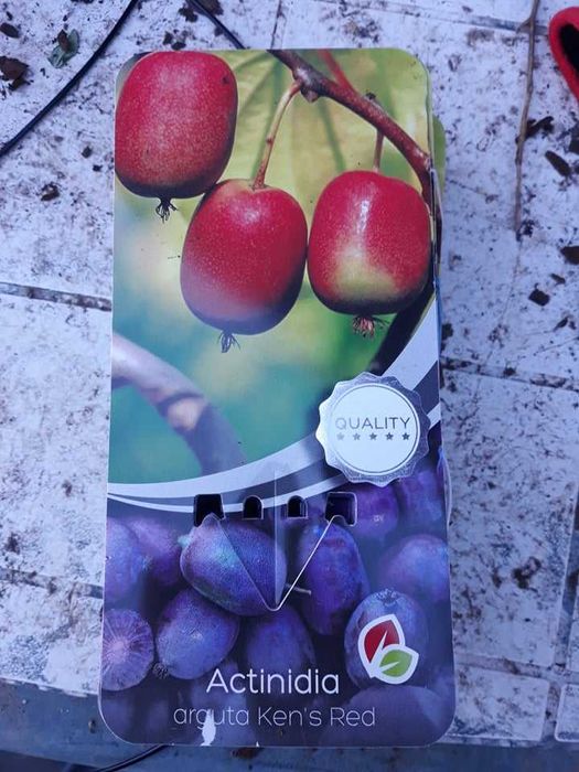 Червено киви - Налични 4 сорта Студоустойчиви