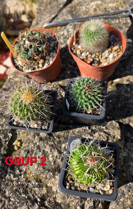 CACTUS de vanzare