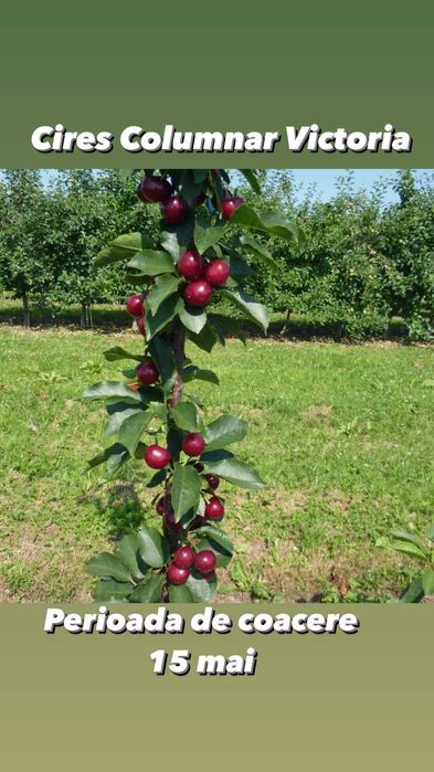 Pomi columnari si pitici