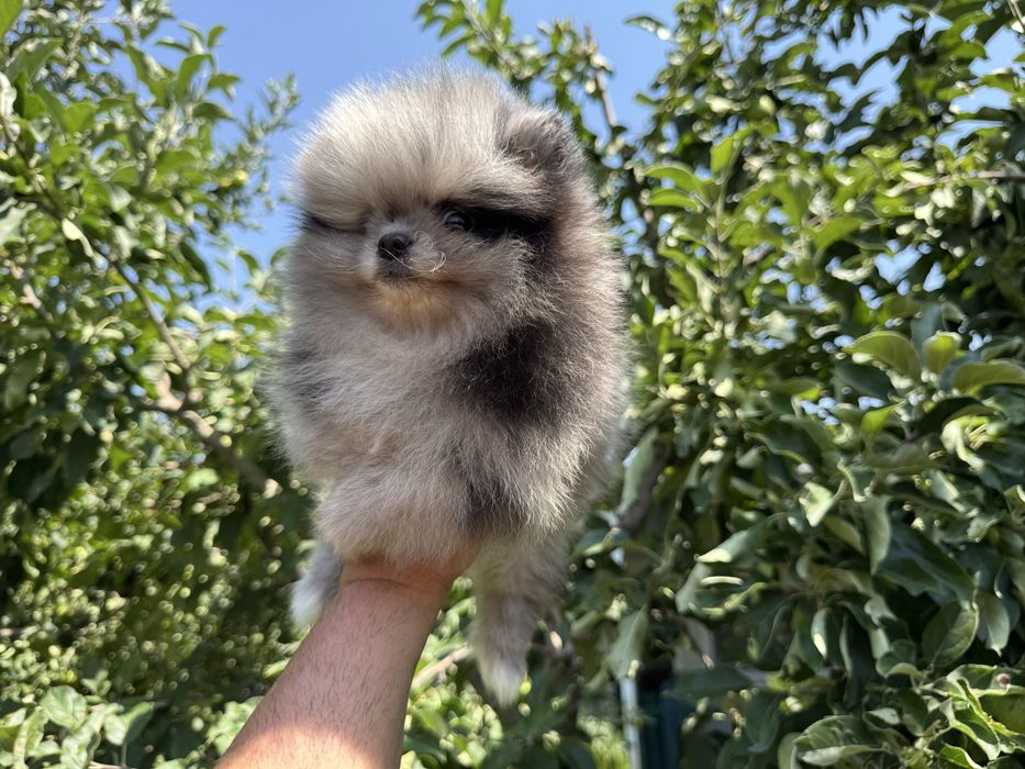 Продавам померан - възможно доставка