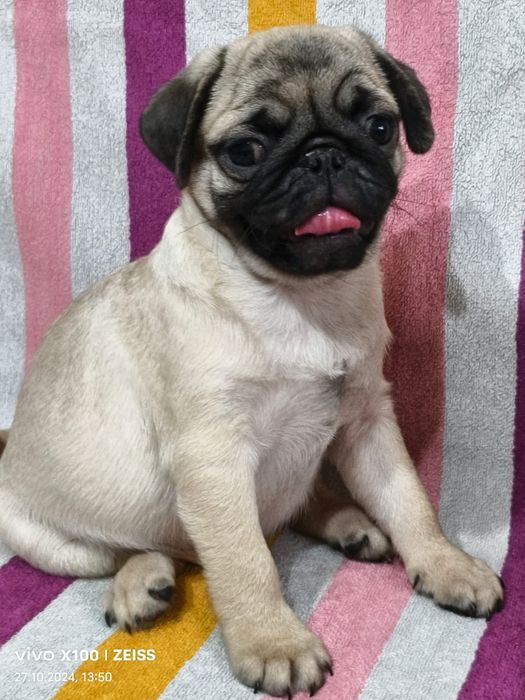 Очаровательные щенки Мопса.