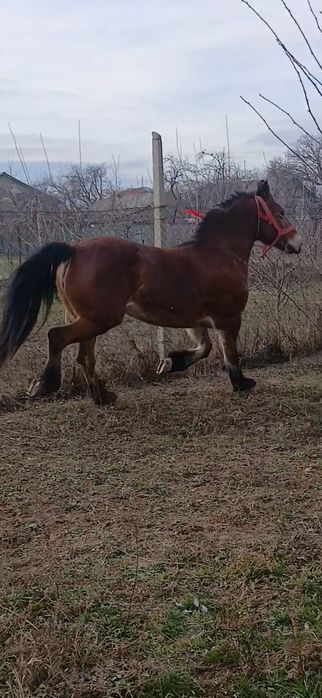 Iapa de 6 ani de vânzare