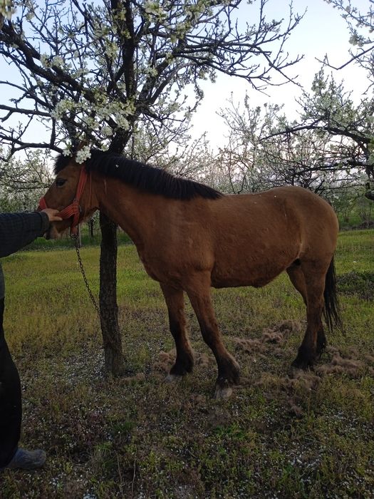 Vând Iapă 8 ani , foarte buna pentru gospodărie