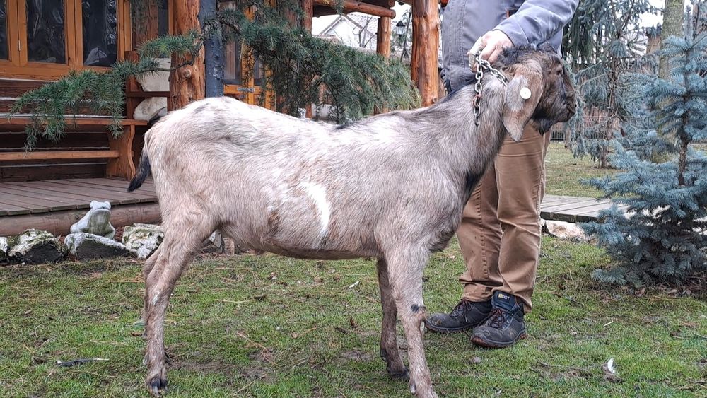 Vând 5iede si 2tapi Anglo Nubian