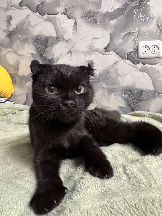 вислоухий котенок