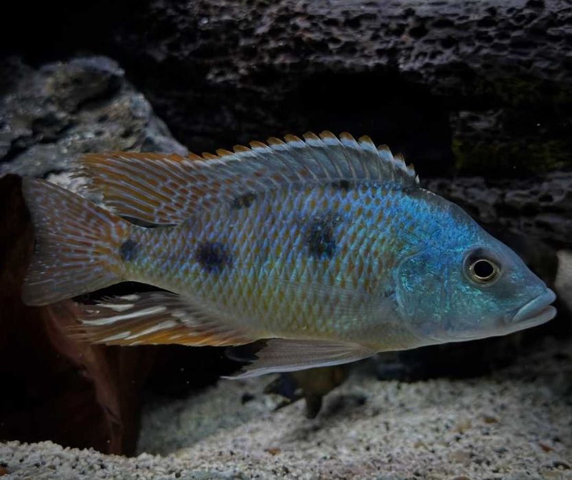 Цихлида - Отофаринкс