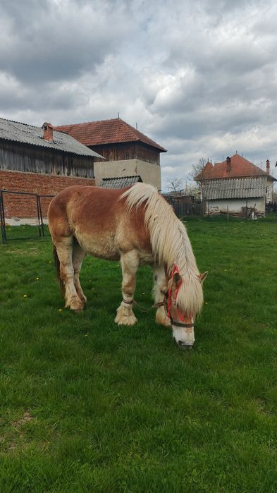 Vând iapa gestanta foarte mare