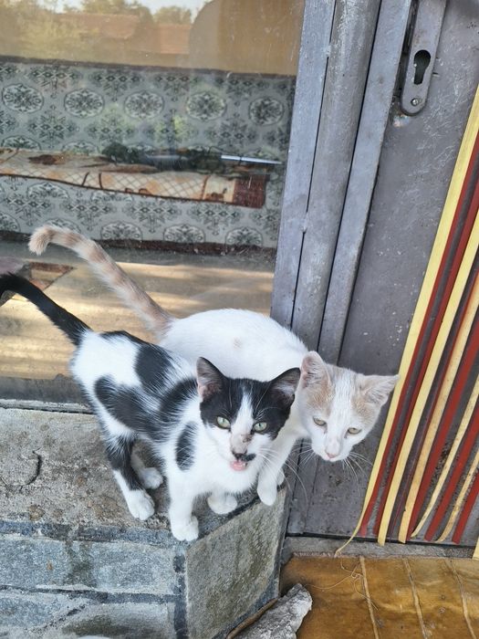 Подарявам котета на 4 месеца