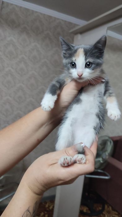 Котенок девочка.