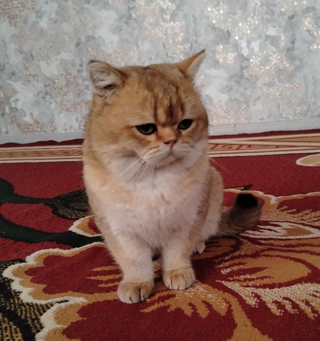 Zolotoy shinshila Vyazka chista krov