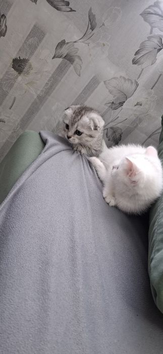 Шотландские котята девочки