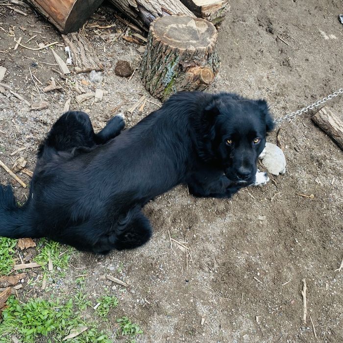 Прадам сабаку алайбай