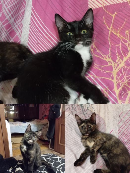 Отдам котят в добрые руки