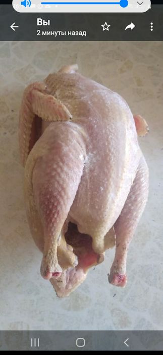 Фазаны,румынские и обыкновенные