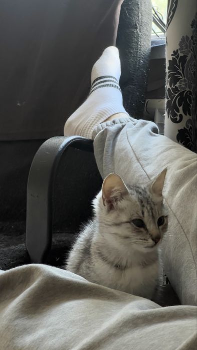 Котенок мальчик в хорошую семью