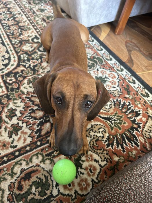 Такса кобель на случку