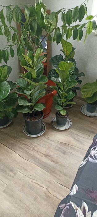 Цветя --Фикус лирата бамбино