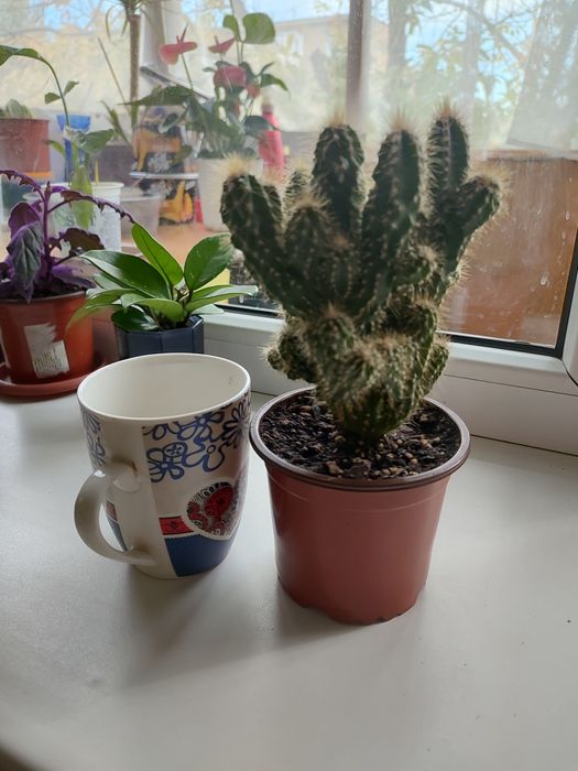 Продам кактус скала