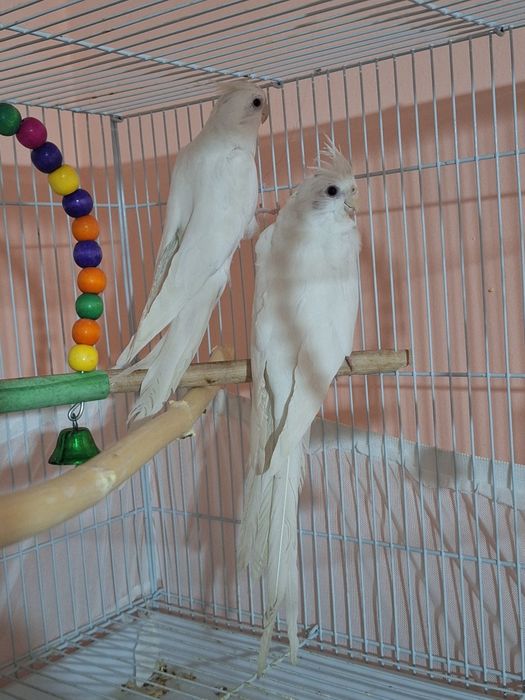 Карелла дубайски поющий пара