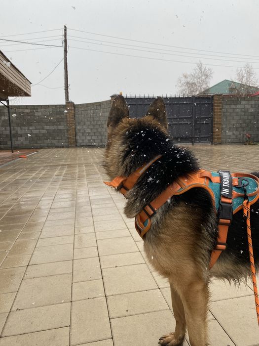 Продаем немецкую овчарку