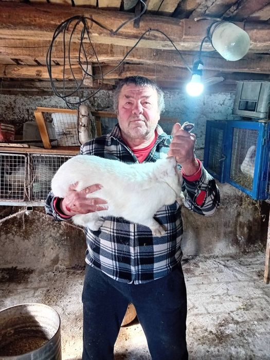 Kалифорнийски и новозеландски зайци - цика