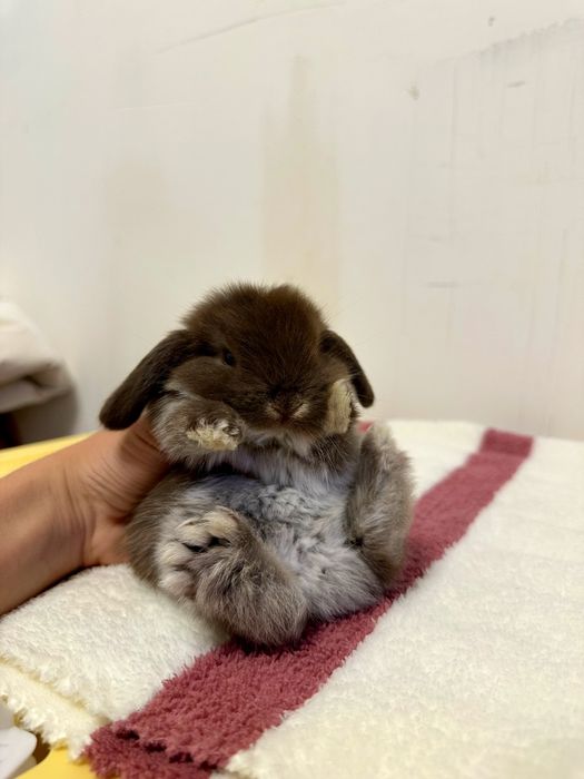 “Farzandingizga mehribon do‘st — Basmala Farm minik quyonlari!”