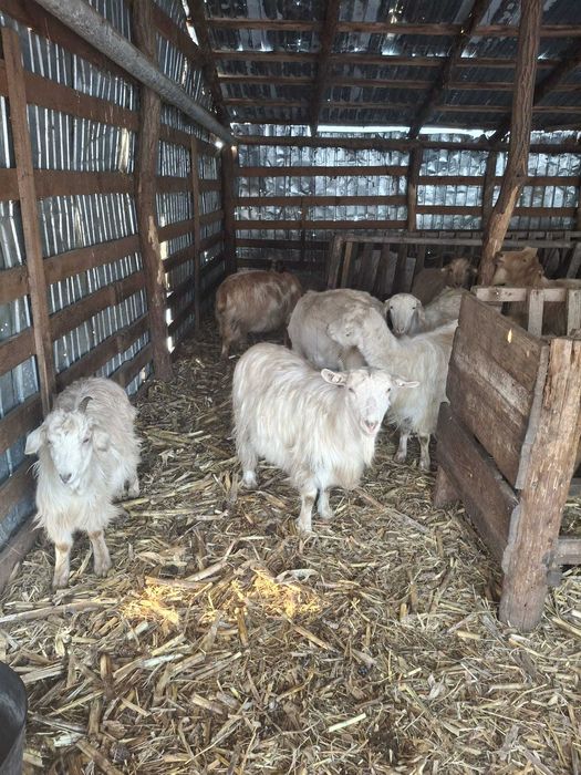 Vand 24 de capre romanesti